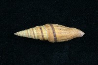 藏品(紅筆螺)的圖片